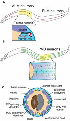 Transparent Touch: Insights From Model Systems on Epidermal Control of Somatosensory Innervation